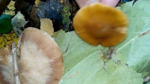 ГАЛЕРИНА ОКАЙМЛЕННАЯ.Galerina marginata.ЛОЖНООПЕНОК МОХОВОЙ.ЛОЖНООПЕНОК ДЛИННОНОГИЙ.