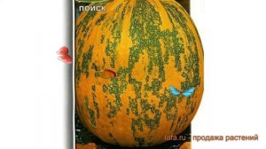 Тыква мускатная Витаминная (vitaminnaya) ? Витаминная обзор: как сажать, семена тыквы Витаминная