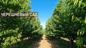 Черешневый сад. Как поливают сад из арыка? Хозяйство Куаныша Мыктыбаева.