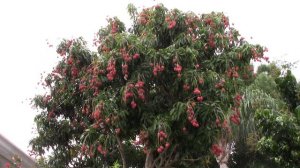 Relax... Lychee Fruits Dancing in the Wind | Vai Dung Dua Truoc Gio | Garden Q Fruit Tree MVI 2167