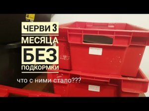 КОРМЛЮ ЧЕРВЕЙ первый раз за 3 месяца | Сладкая вода и Отруби/Какой результат