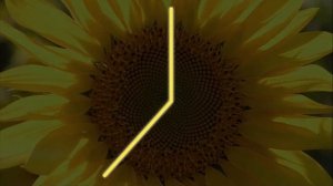 Захватывающие узоры в природе