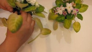 Что с фиалками!! Желтеют и бледнеют листья. Быстро вянут цветы.. Юлия Датта