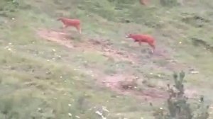 Природа Дагестана. Косули в лесу. с. Цахур, Рутульский район.