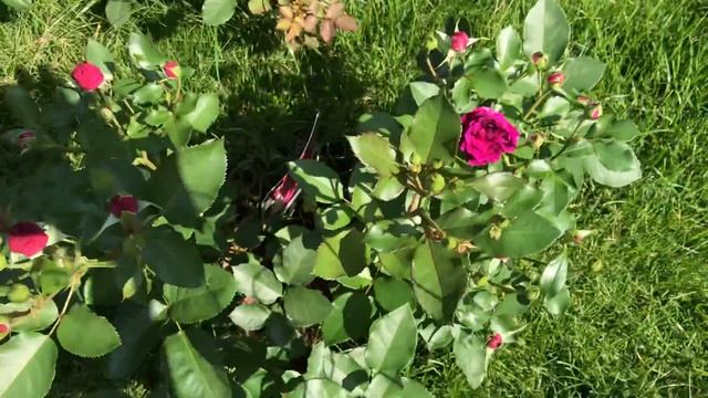 АНГЛИЙСКИЕ РОЗЫ ОСТИНА. Английские розы Дэвида Остина, Тантау, Kordes, Noack. Розы в саду.