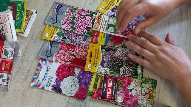 Гвоздика турецкая-многолетник?