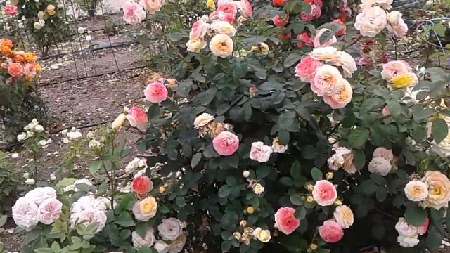 роза розоман дженон, питомник роз полины козловой, rozarium.biz смотреть онлайн