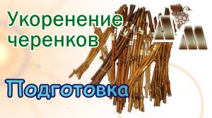 ? Укоренение черенков винограда - 1. Подготовка черенков к укоренению