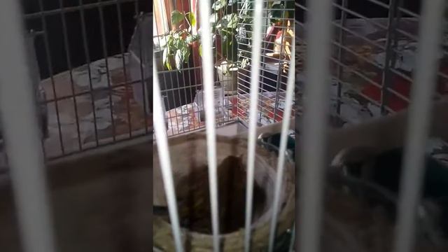 Жизнь канареек смотреть онлайн