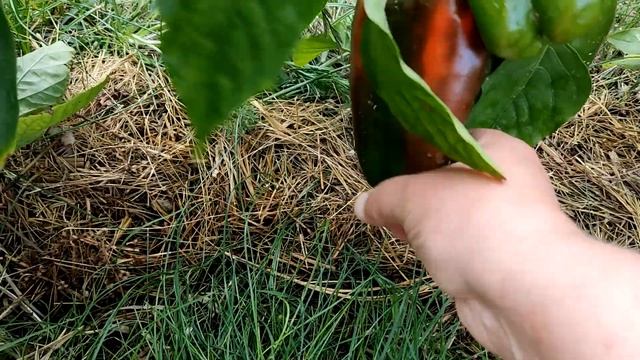 Перец КАЛИФОРНИЙСКОЕ ЧУДО обзор выращивание в течении сезона смотреть онлайн