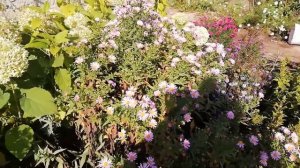 Многолетние астры или сентябрины-октябрины, кто как их называет )))