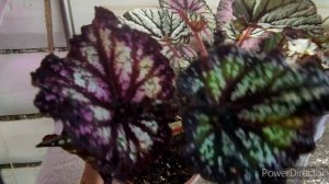 Бегонии на фитиле, опыт 10 дней