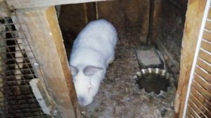 Деревянные полы в клетках у кроликов. Проблемы в зимний период времени в уходе за кроликами.