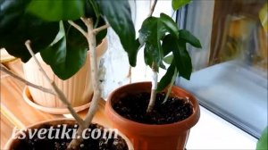 Формирование гибискуса.  Основные приемы.