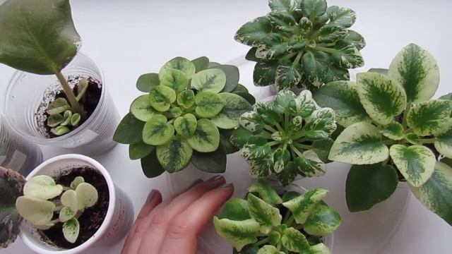 Фиалки Пестролистные ? Размножение? Особенности Выращивания! смотреть онлайн