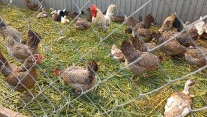 утки индийский бегунок.куры легбар.