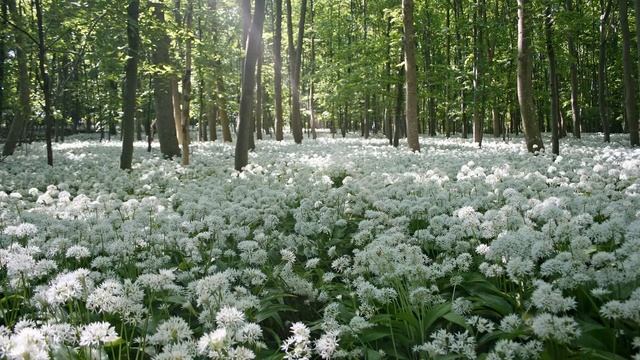 Картинка природа. Весна, цветы. Gambar, Alam, Spring, kembang, JPEG.