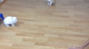 Коты и огурцы СМЕШНЫЕ КОШКИ реакция на огурец Cats and cucumbers funny cats