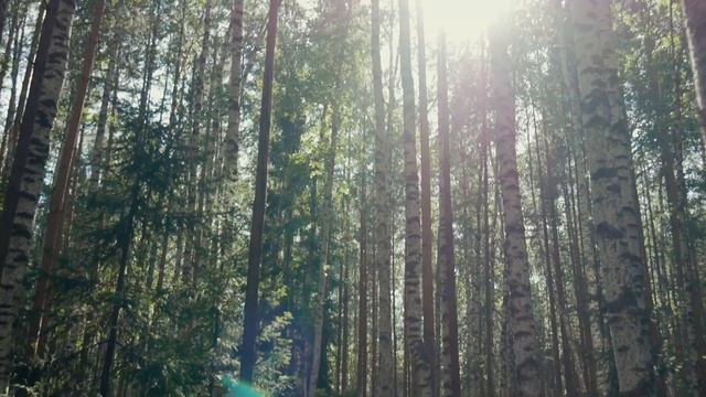 Low Tin Whistle in the Forest | Jig and Reel | Irish Traditional Flute Music смотреть онлайн