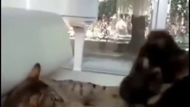 кошка оторвала собаке ухо смотреть онлайн