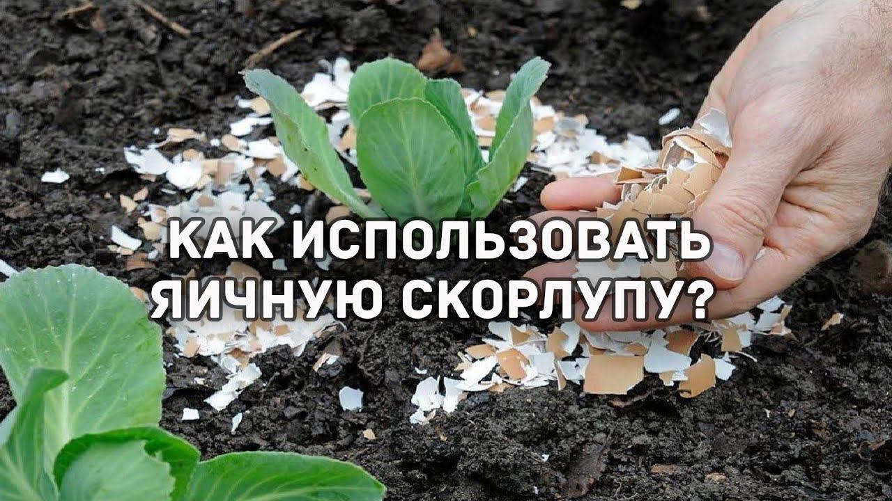 Как использовать яичную скорлупу в огороде? Польза яичной скорлупы