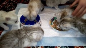Второй Прикорм! Шотландские Котята! 1 месяц!