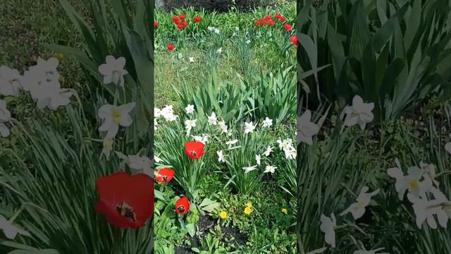 Великолепное цветение нарциссов!#нарциссы#весна смотреть онлайн