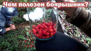 Чем полезен боярышник?