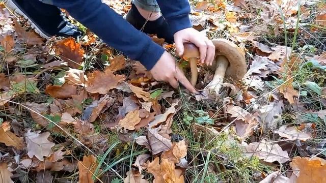 Съездили за подберезовиками, море впечатлений смотреть онлайн