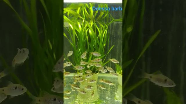 fastest freshwater barb fishes for planted tanks