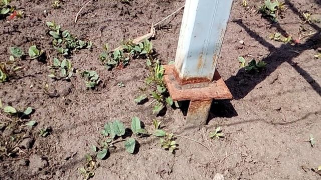 Шпалера для винограда своими руками. Оригинальная установка опор.