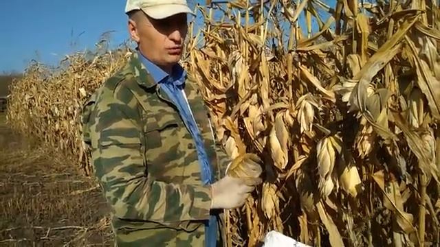 Про кукурузу. Ответы на вопросы. смотреть онлайн