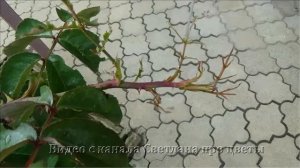 Этот вредитель способен уничтожить все литья на розах    Как спасти розы