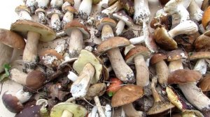 Белые грибы .