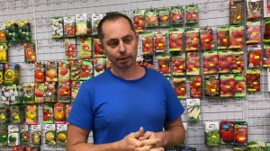 Как выбрать семена томатов ?? Какие семена лучше? Критерии выбора семян.