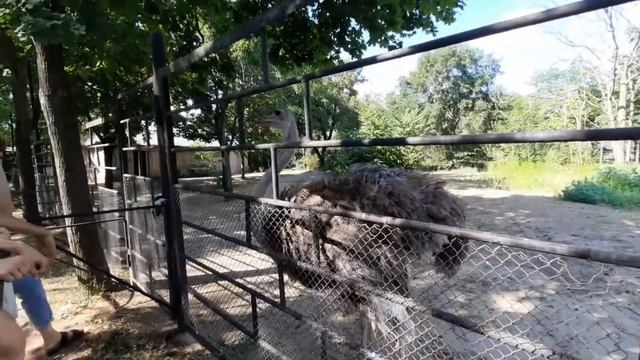 Николаевский зоопарк. Самый лучший в Украине и один из лучших в Европе смотреть онлайн