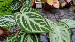 Anthurium Silver Chrome vs Anthurium Silver Blush