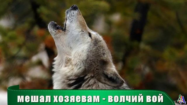 Бездушные охотники оставили ВОЛЧАТ в логове на верную погибель смотреть онлайн