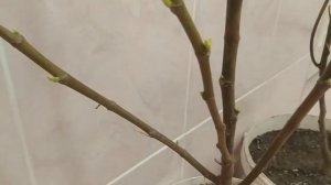 Как сохранить инжир зимой!!!