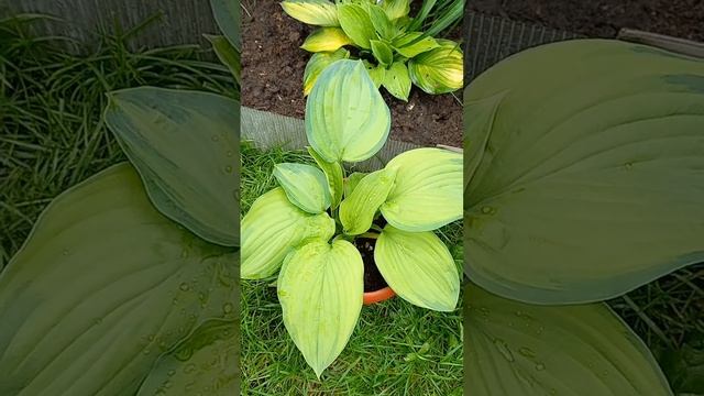 Хосты: Капитан Кирк, Кадилак, Блек Хил, Амброзия и новинки... смотреть онлайн