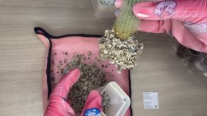 Пересадка Снежного Кактуса Часть 2 // Mammillaria Candida Replanting // Прогресс роста Маммиллярии