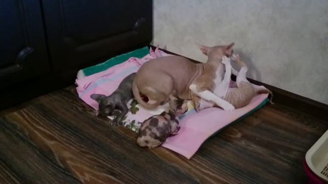 Маленькие корниш-рекс смотреть онлайн