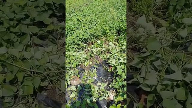 Мульчирование 1 ряда батата скошенной травой и что из этого вышло смотреть онлайн