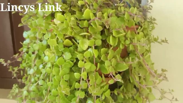 Fast Growing Hanging Plants l Style your house with these plants l Lincys Link l Garden Tips