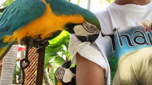 Тропический сад и попугаи Нонг Нуч в Паттайе, тай таиланд тайланд