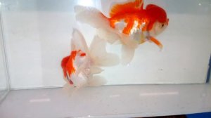 7-8 CM AA GRADE ORANDA