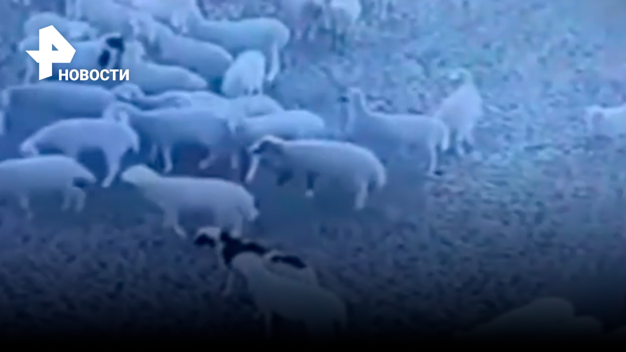 Заколдованные овцы под номером 13: животные заболели ”круговой болезнью” / РЕН Новости