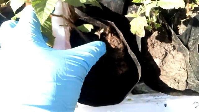 Саженцы малины с закрытой корневой системой.