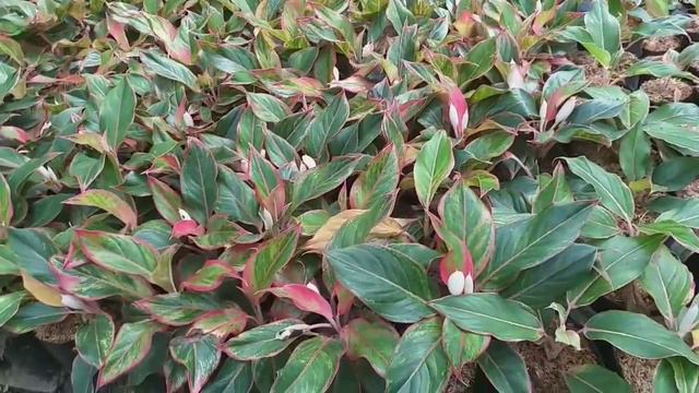 AGLONEMA SERBA 10 RIBU | ADA ANTHURIUM JUMBO YANG MURAH смотреть онлайн