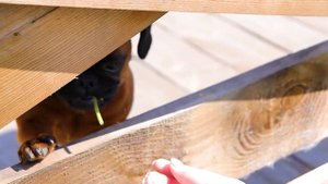 Пти - Брабансон | Собака породы Брабантский гриффон